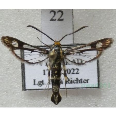 Chamaesphecia empiformis (Esper, 1783) Przeziernik wujkowaty Slovakia22